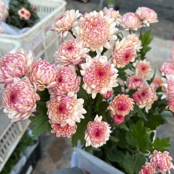 精品浅粉宝莲灯小菊一盆+送一盆仙客来到手两盆两品种