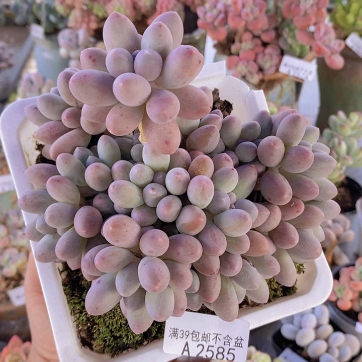 汤圆奶酪14cm2585多肉植物