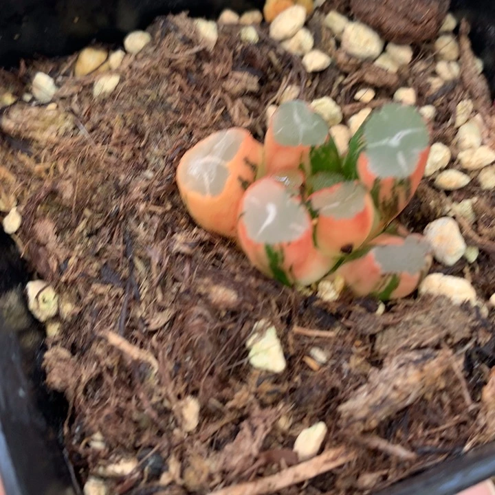 蜘蛛巢万象锦dai er nv t