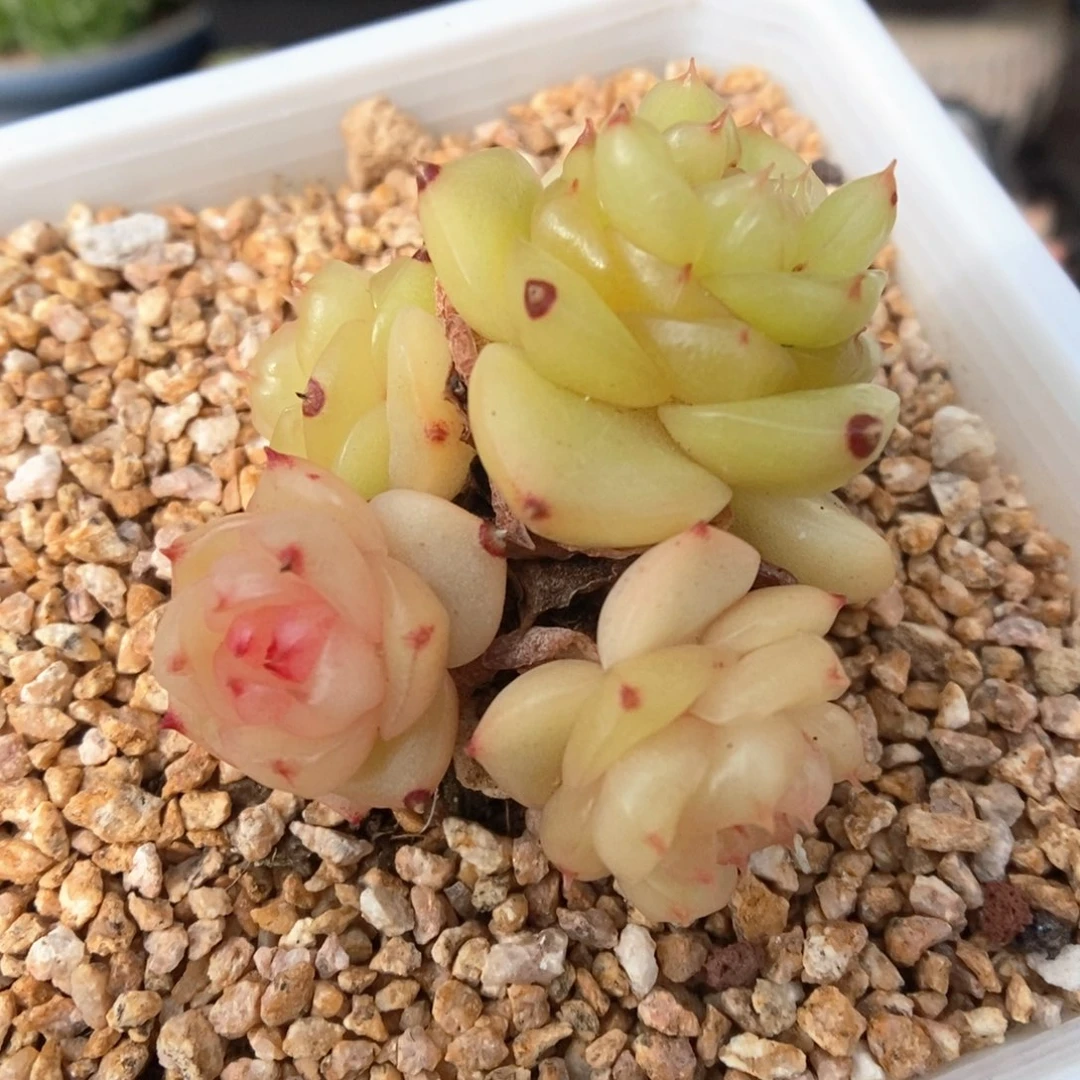 玉芷珍妮群生240号