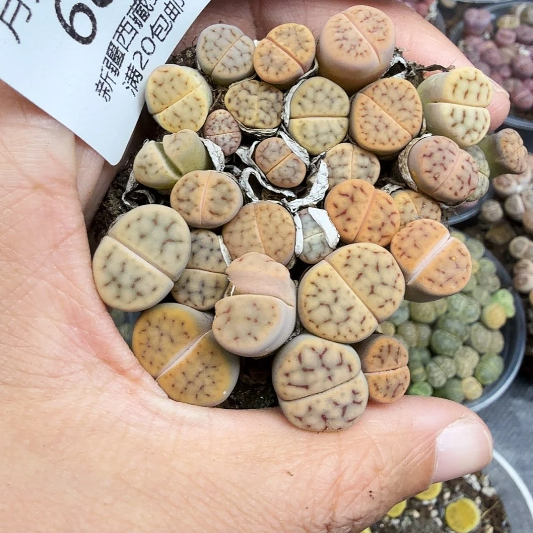 不要说对不起嘛不要发687这个