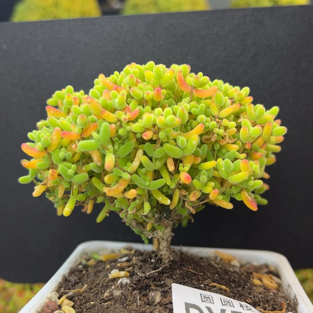 开播炸dy5469精控蜜橘糖球冠幅8cm