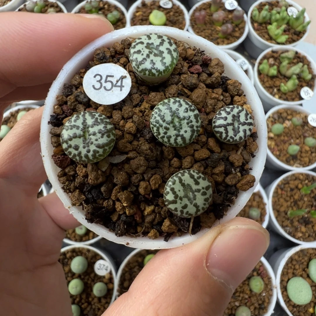 大黑点安贞一颗脱土3540000