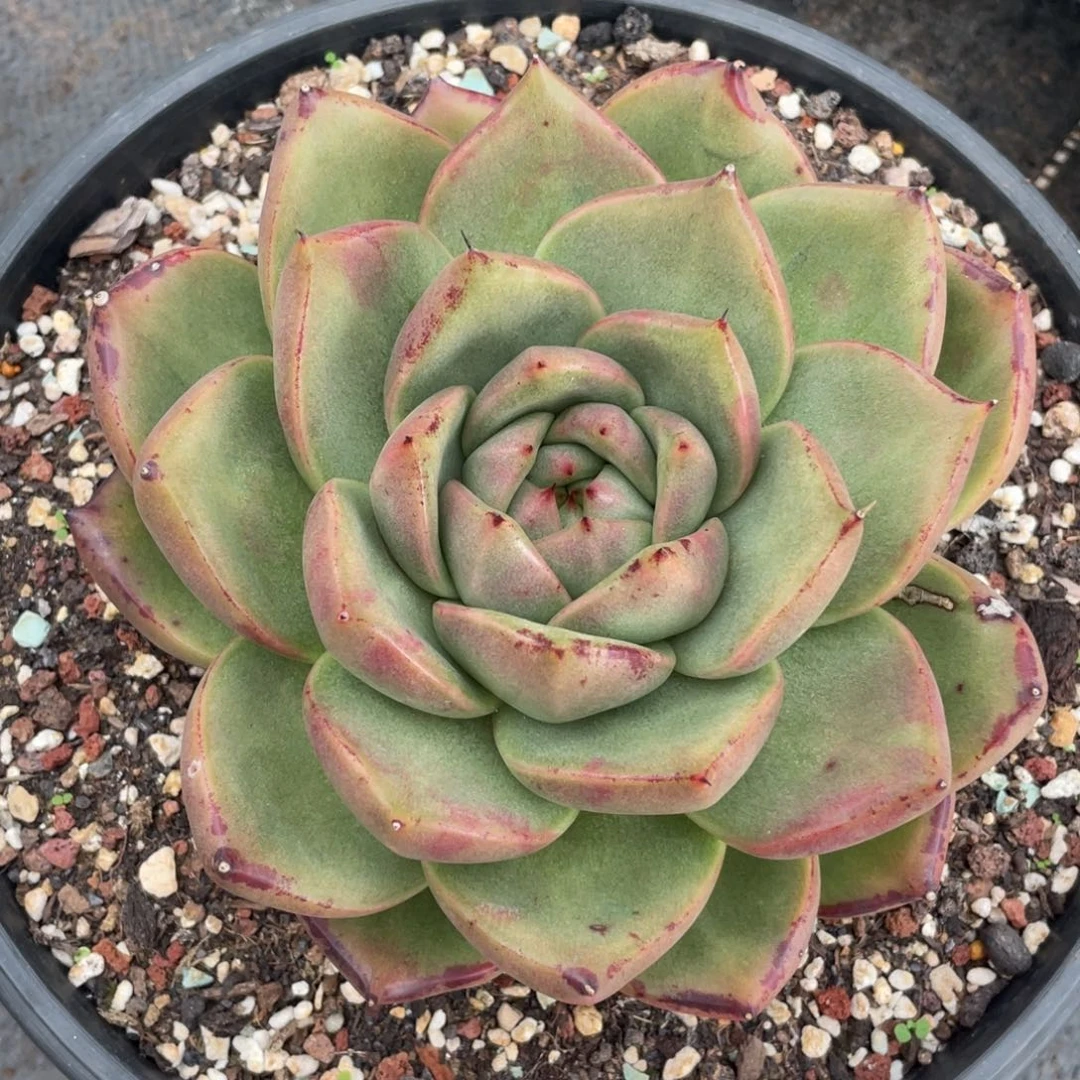 多肉植物多肉植物1920石化巴松