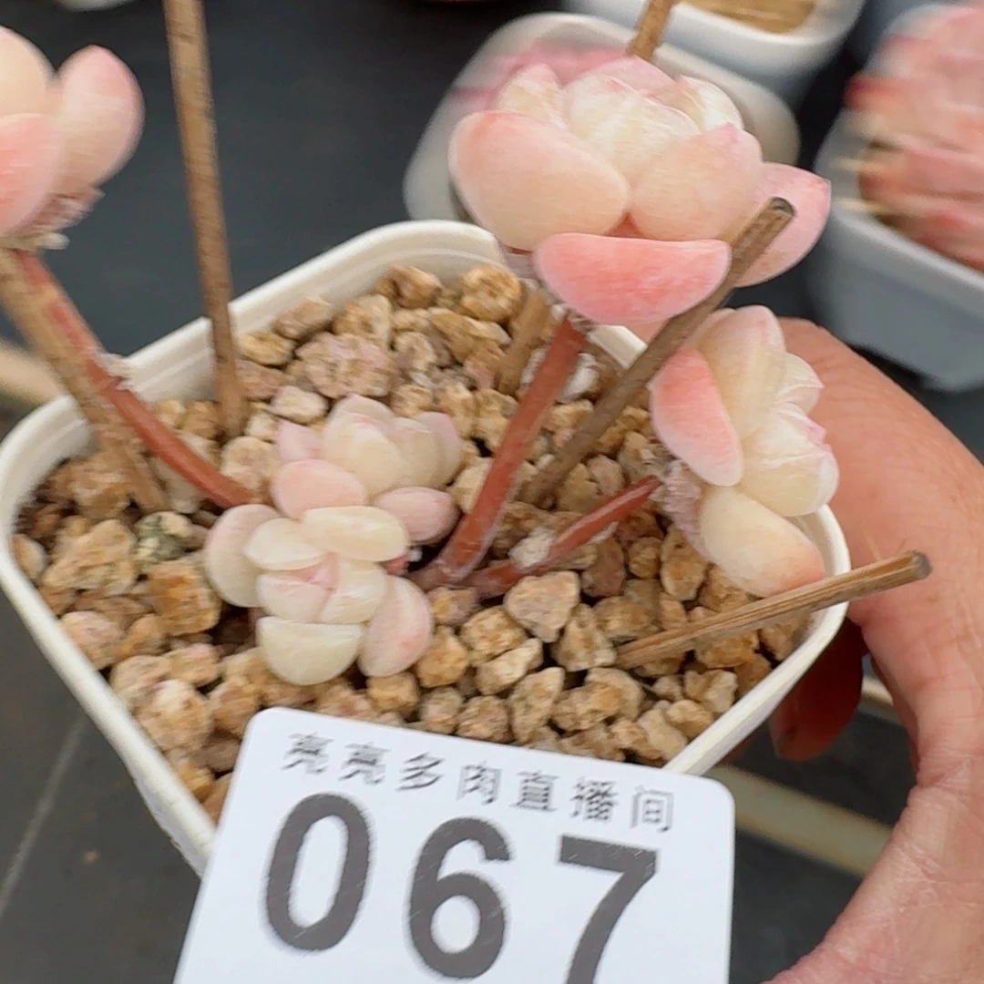 冰玉      愿你一路坦途，乘风破浪展宏图