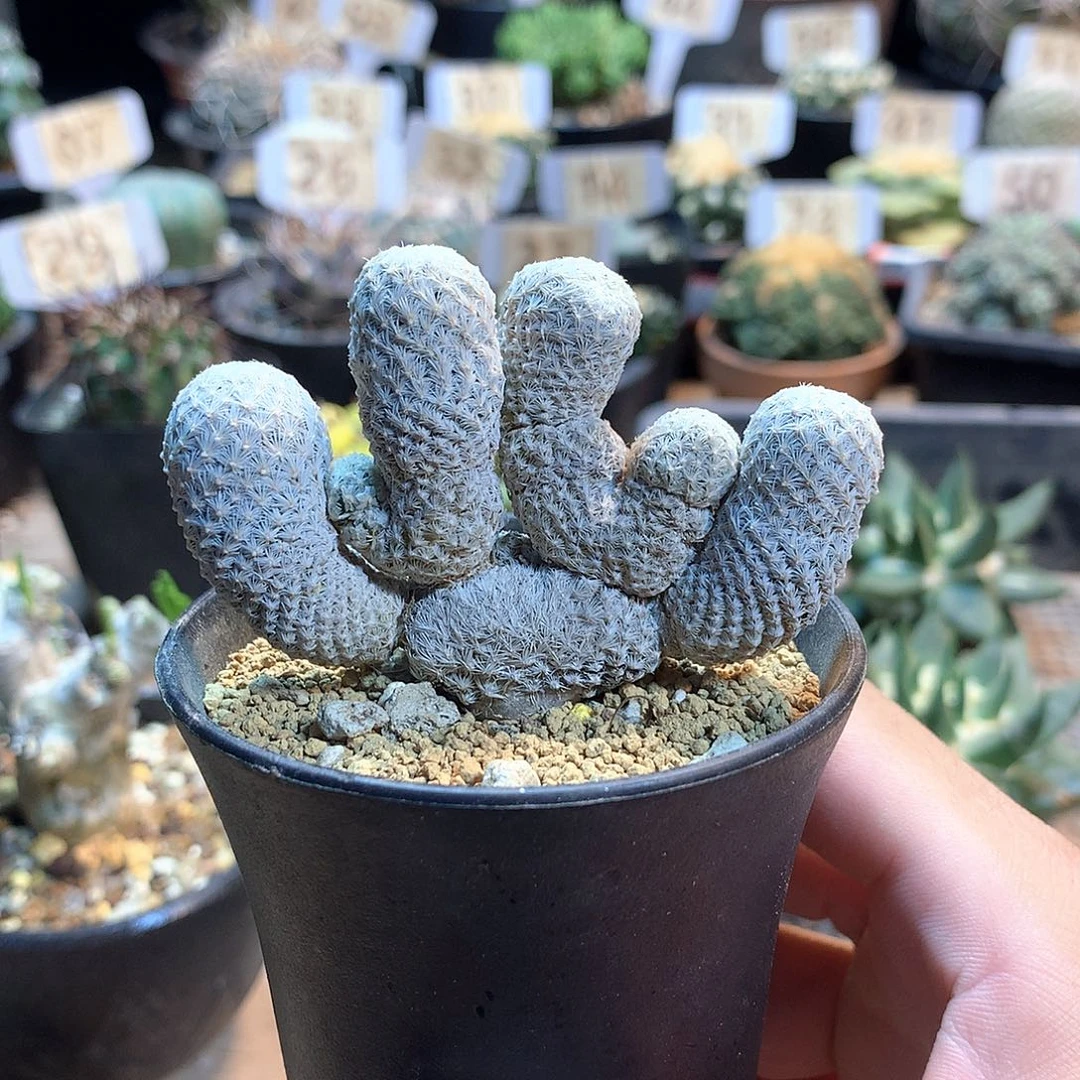 自根小人帽蕞化