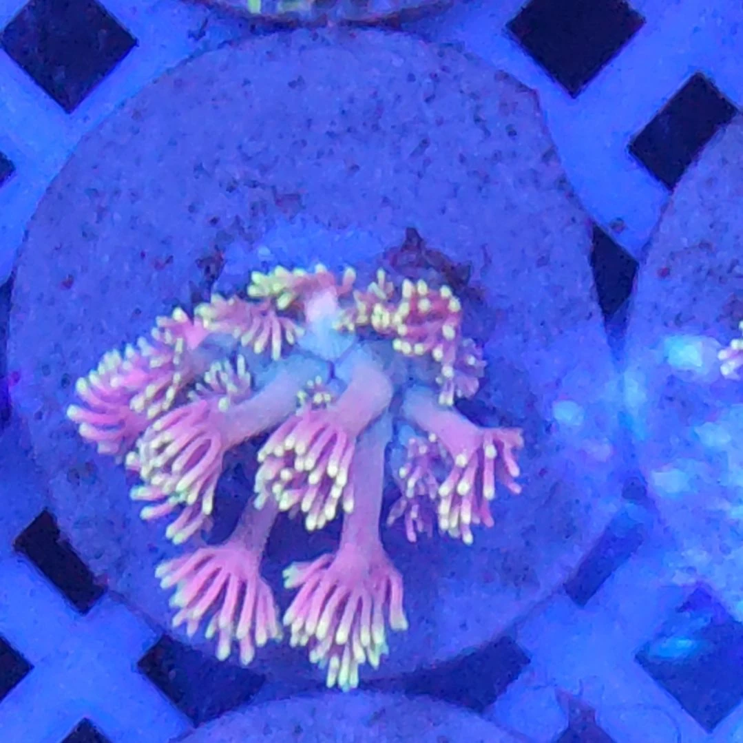 智海海洋珊瑚馆 竞拍链接