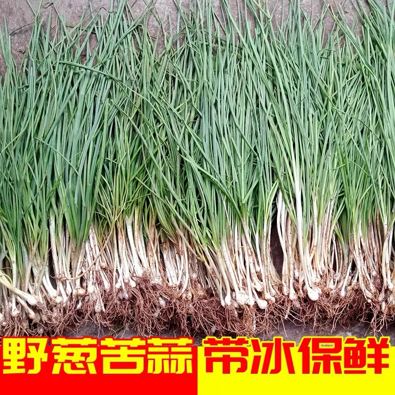 河南野生小蒜苦蒜野菜现挖小根蒜胡葱野生葱百香葱苦藠头薤白