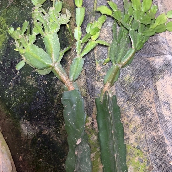 金博士嫁接小破苗两颗无售后30