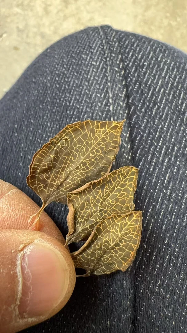 小蒲推荐下山货金线莲50克