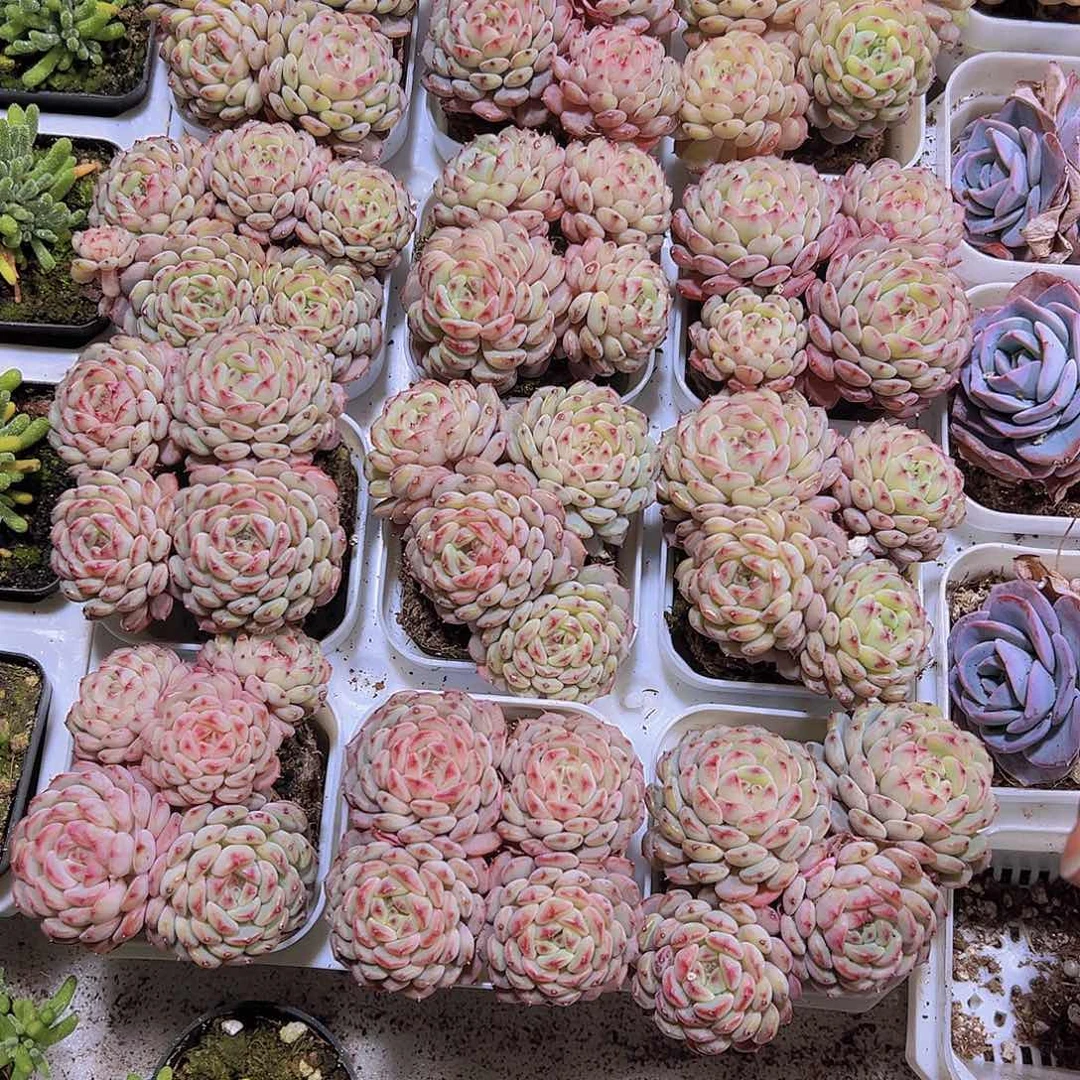 4头起白胖子19包邮