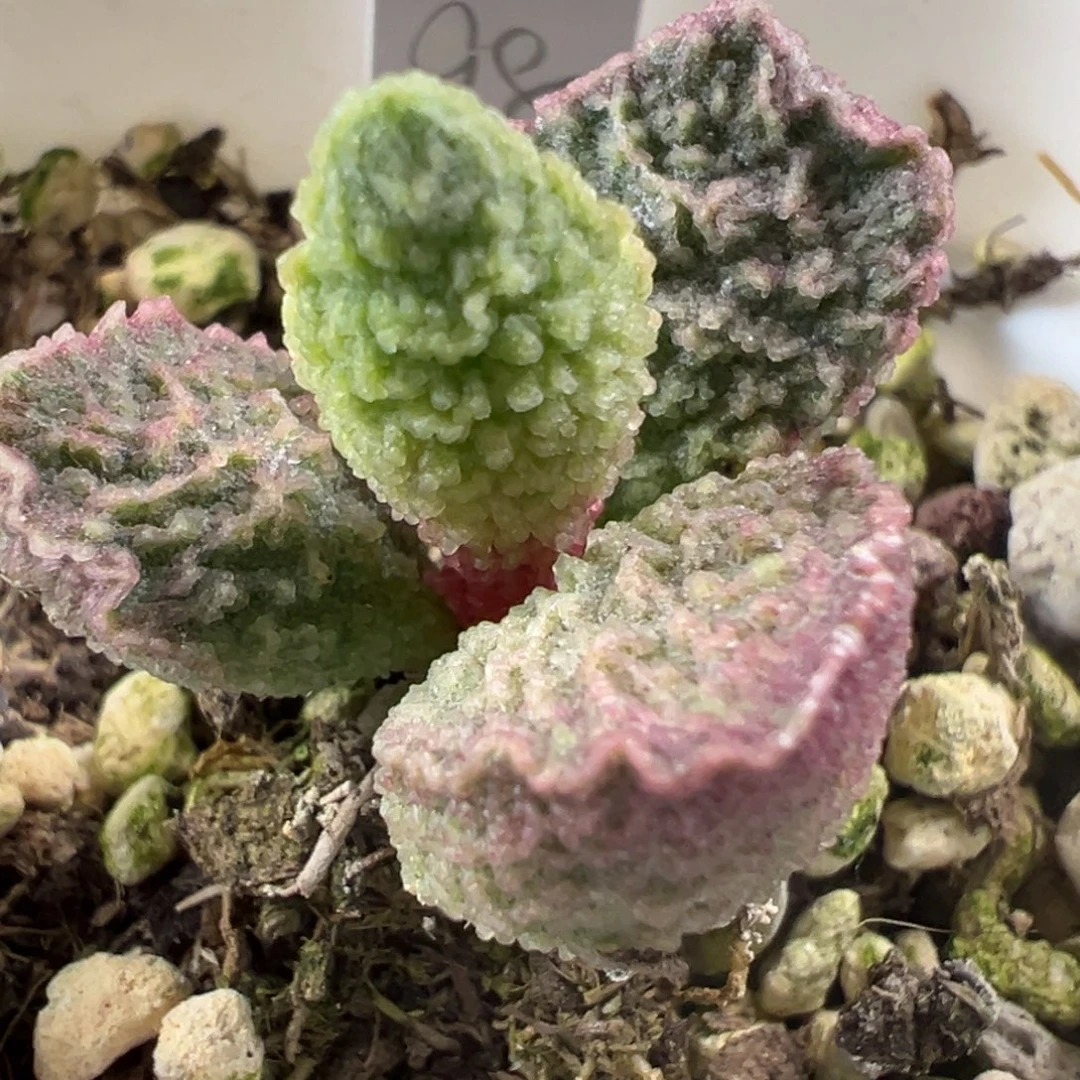 实生新品多肉植物水泡多肉植物