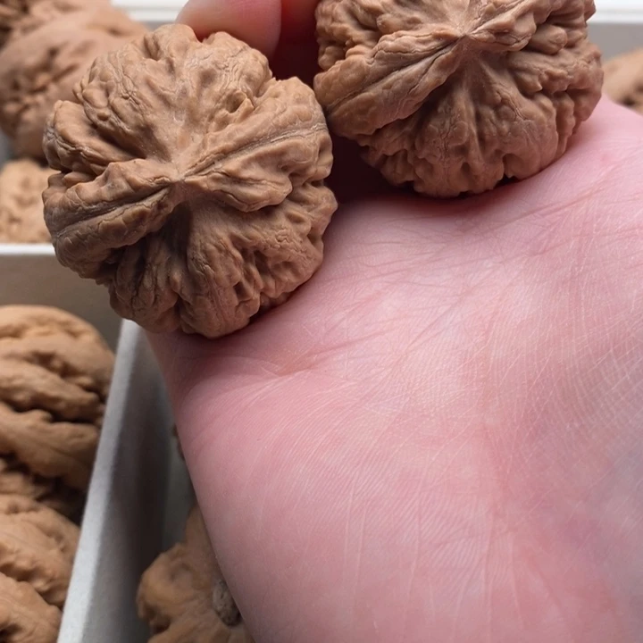 亮***子霸王龙全品无修一刀没动