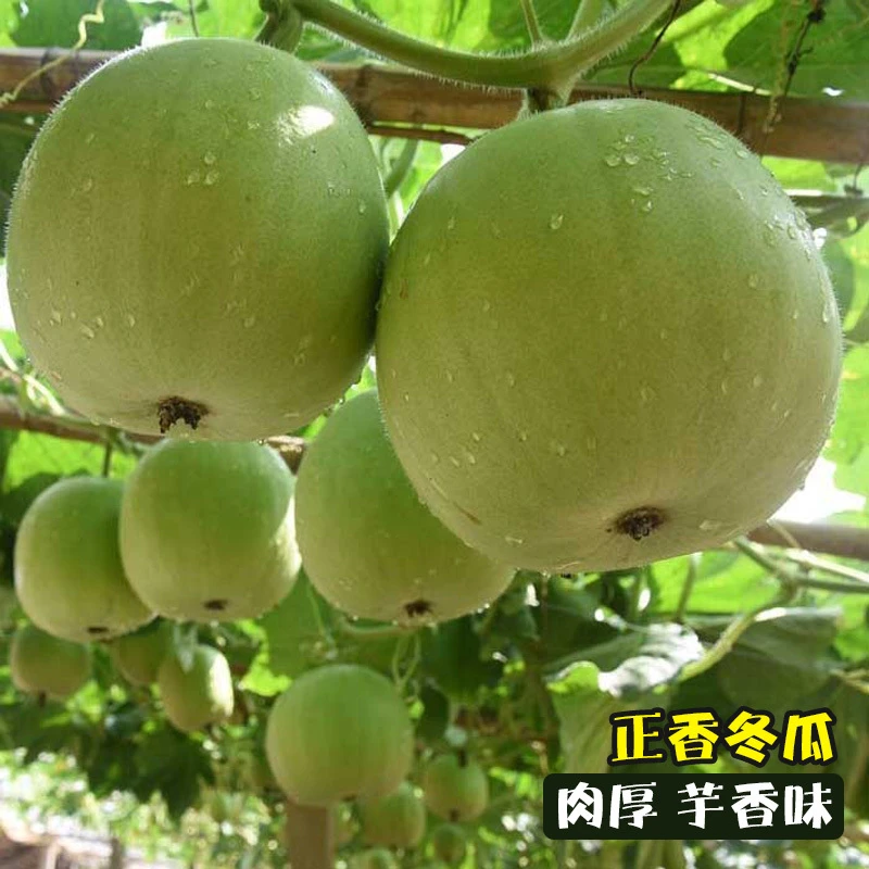 香芋小冬瓜种苗芋头香味白粉皮冬瓜种籽肉厚肉细腻春季四季播高产