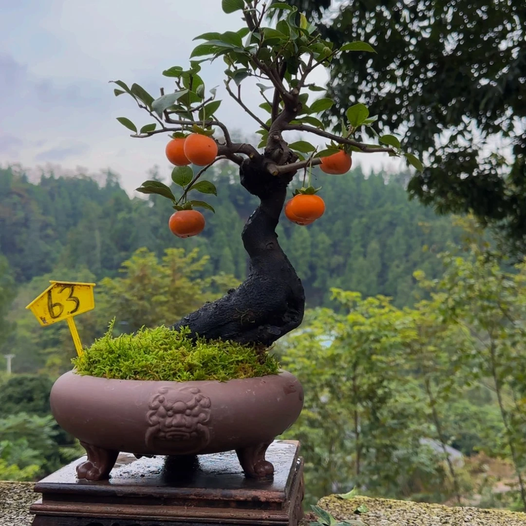 完全开放金弹子盆景