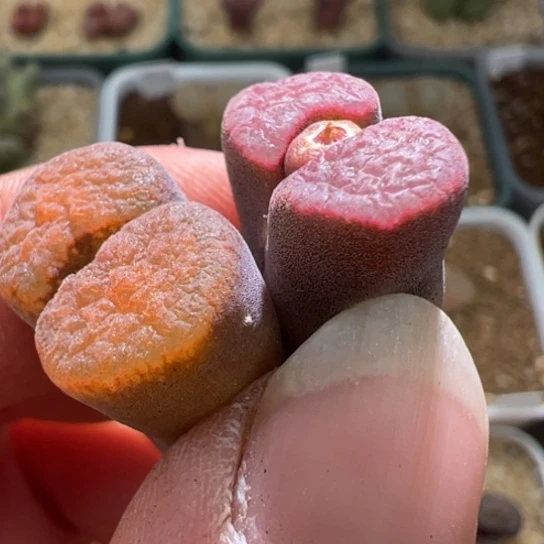 朵**宝1807一颗磁铁一颗848。