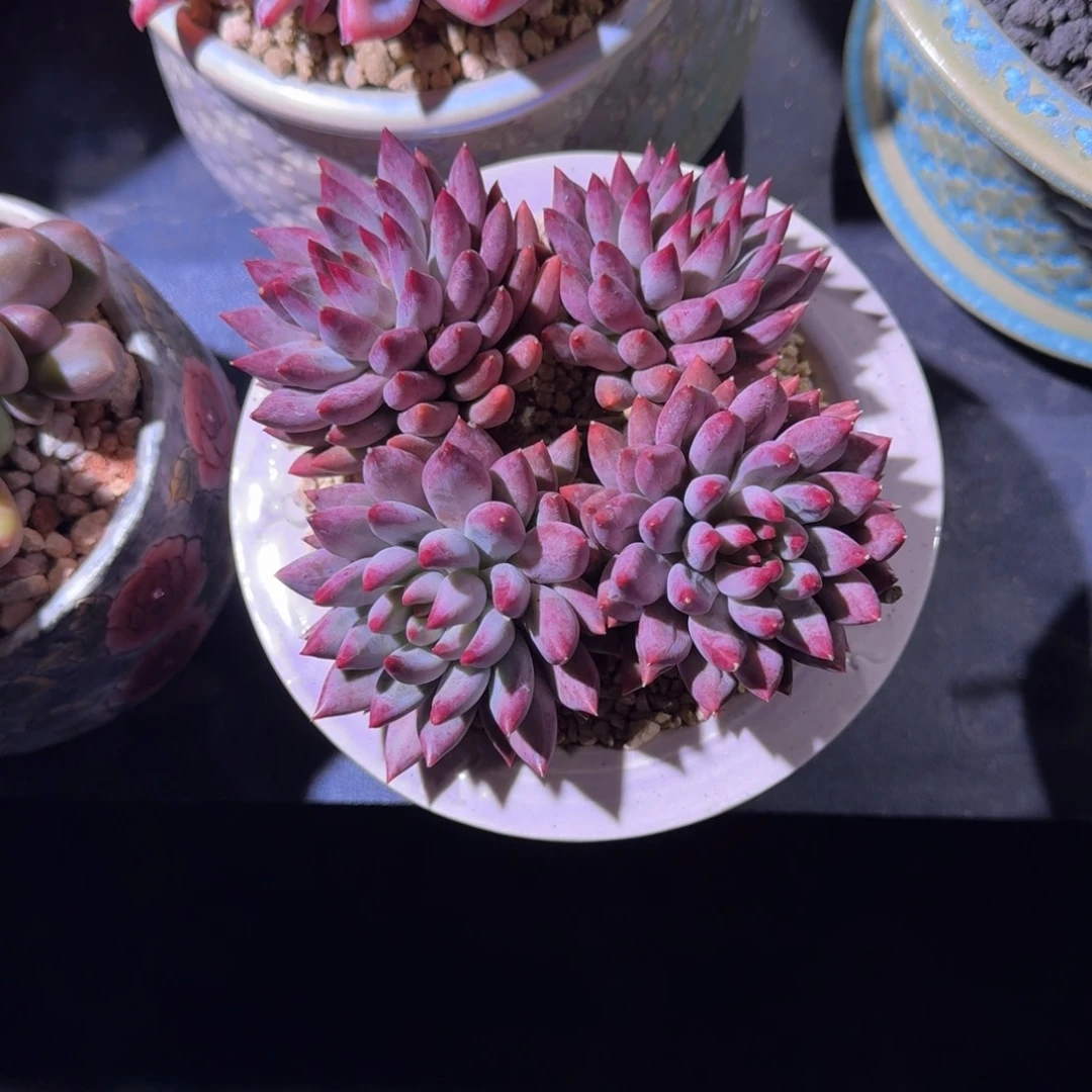 紫体 虞美人 4头  一物一拍