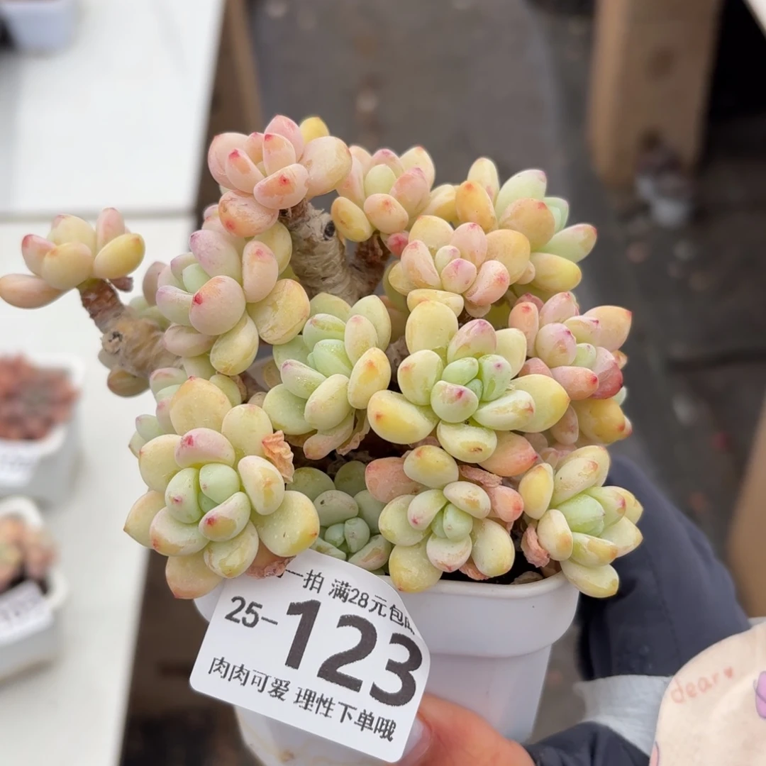 樱花罗琦无盆土发货无