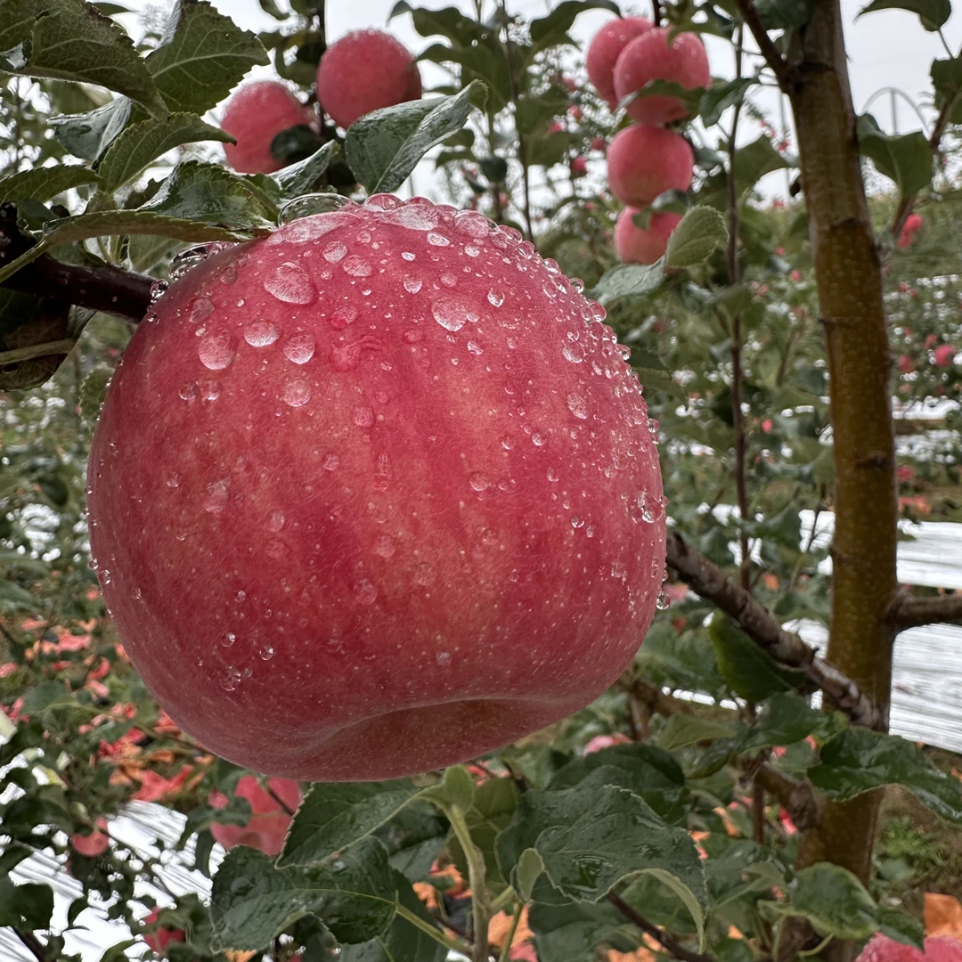 顺丰快递 【秦脆苹果】 酥脆香甜70#福利小果净重4-4.5斤