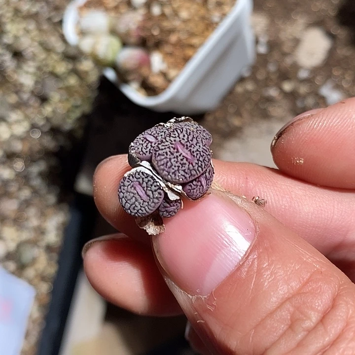 14329。  五头群生墨。