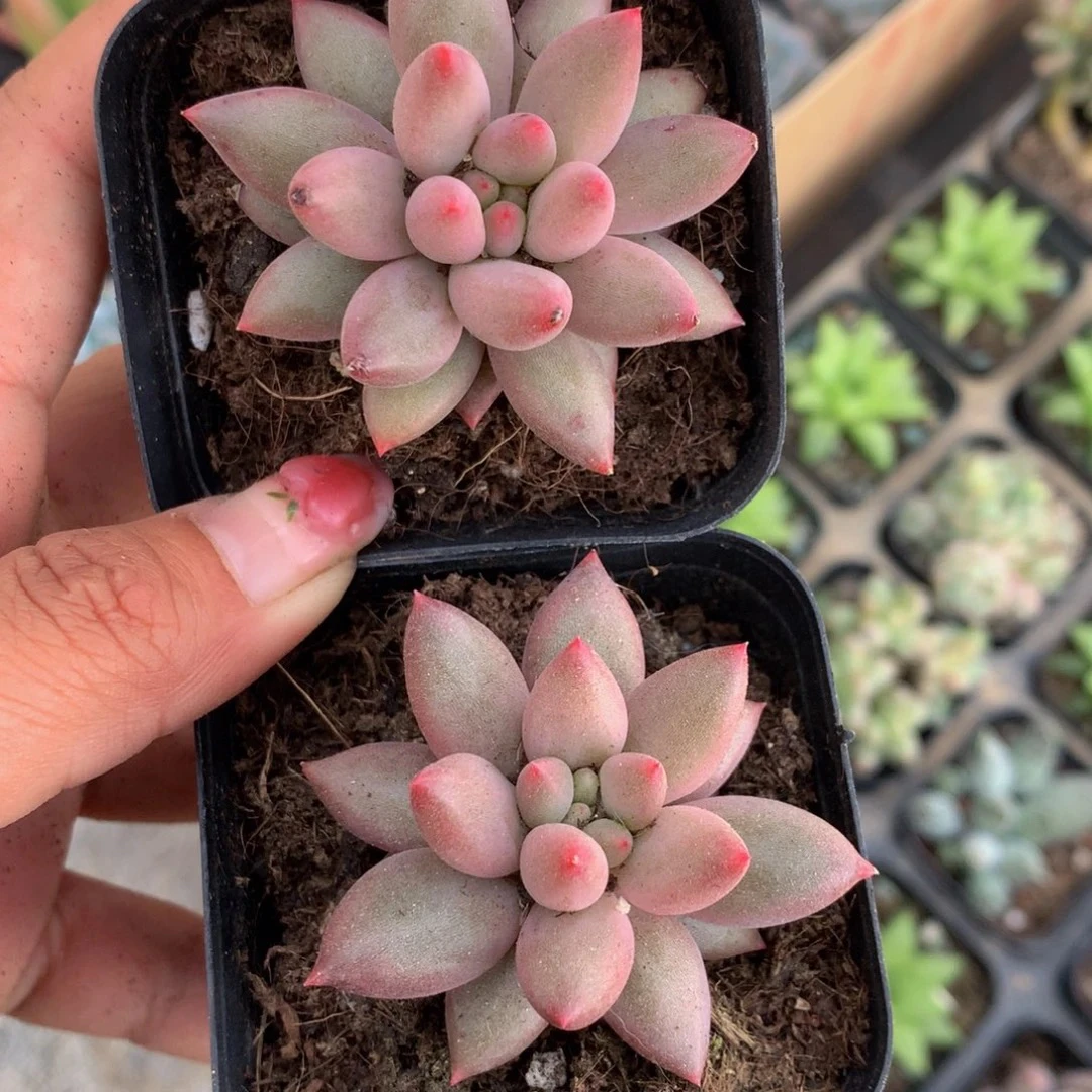 (需要5元包邮满18发货快有赠品)车厘子4cm 多肉 实物为准