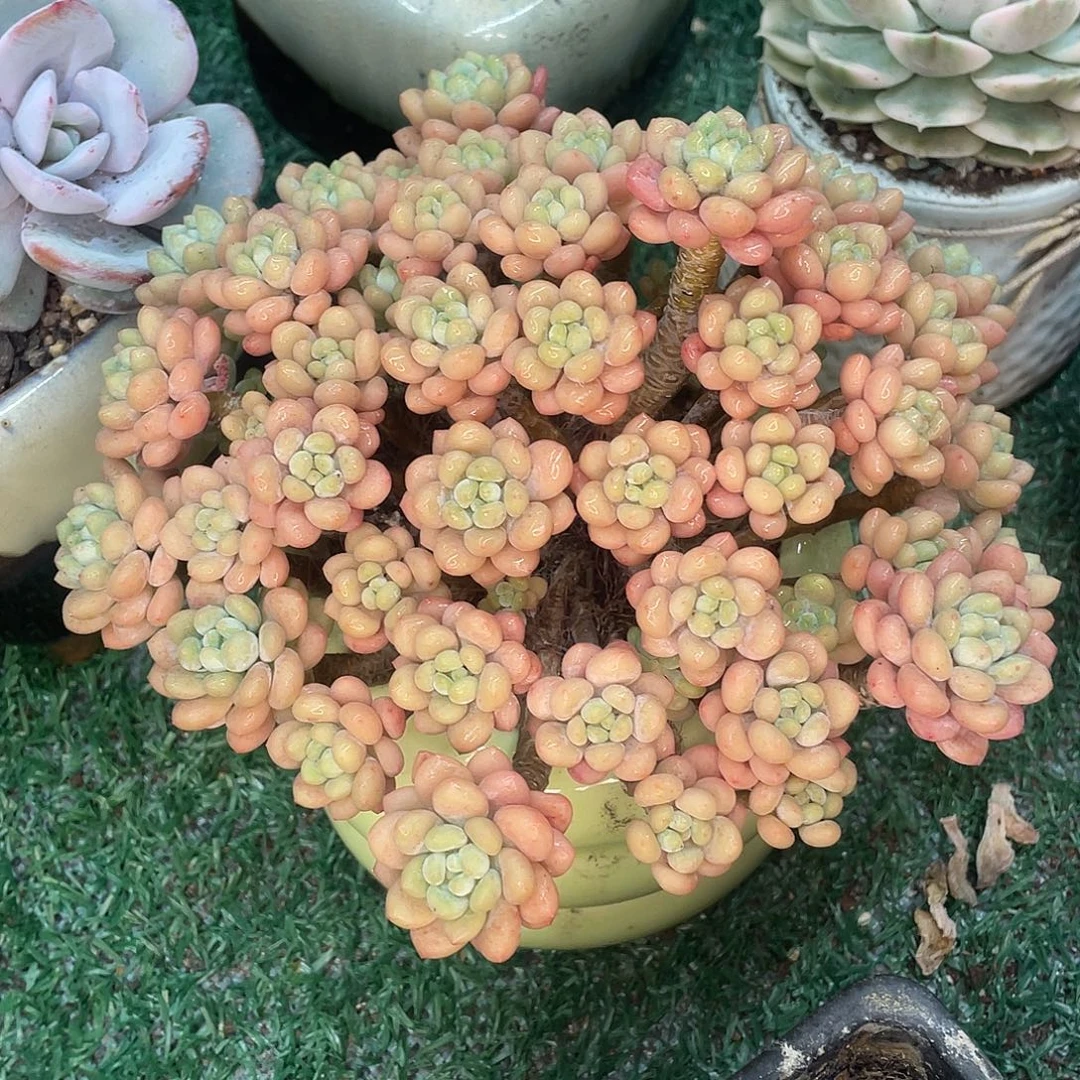 达芙妮一物一拍28包邮非偏远