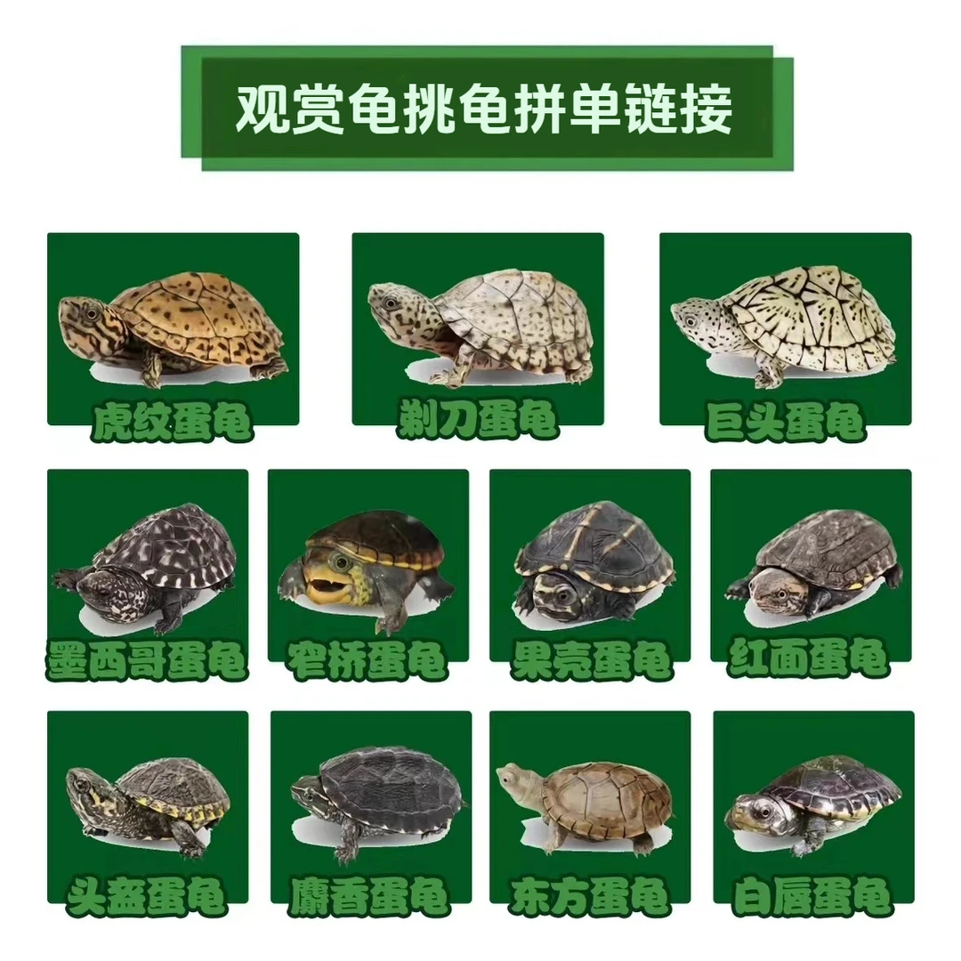 【▲直播挑龟】超萌好物①▲热门蛋龟冷水麝香剃刀龟龟苗（乱拍发龟粮）