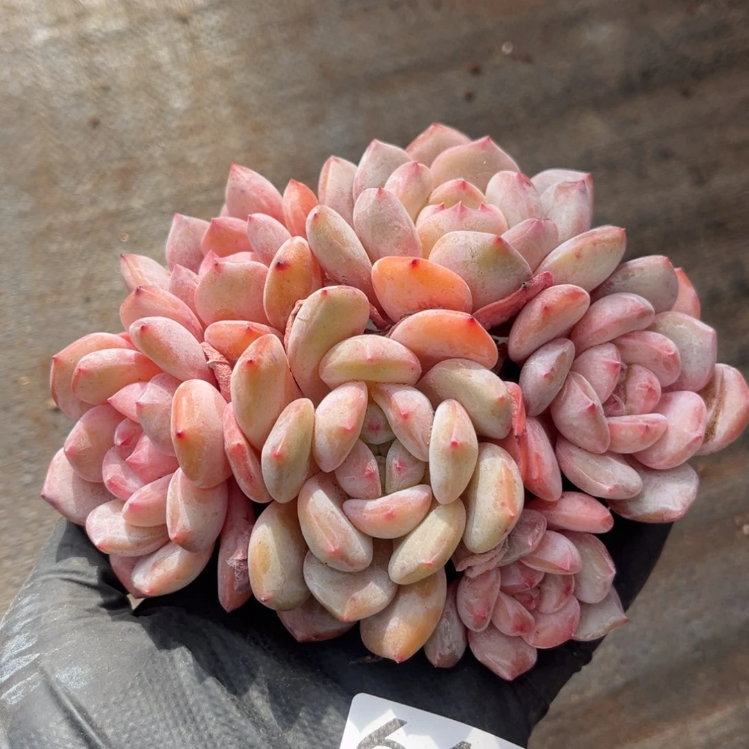 648号新疆西藏内蒙古不包邮