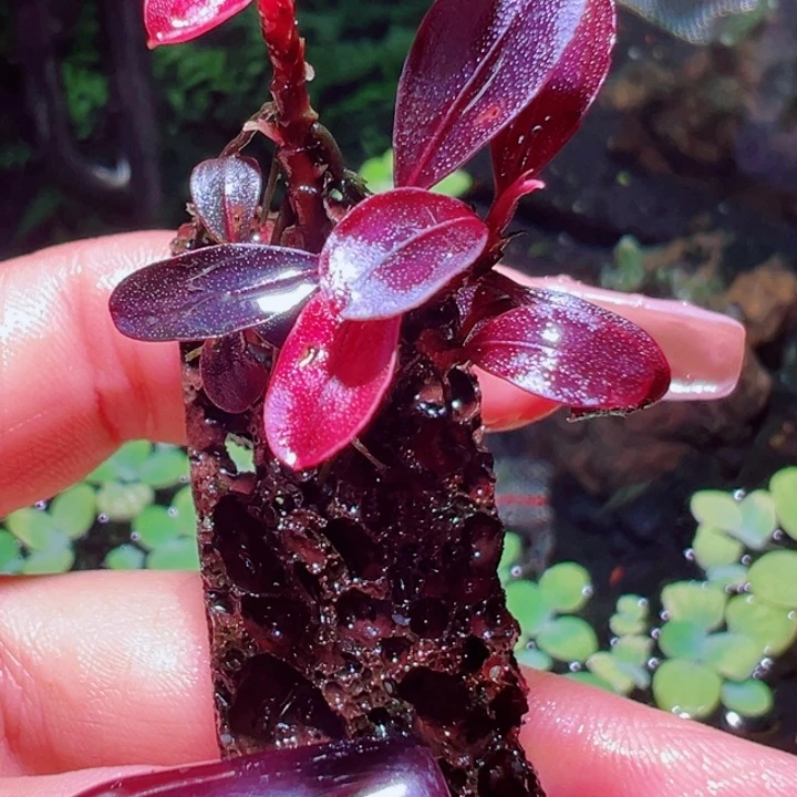 福利61号福利价植物一头
