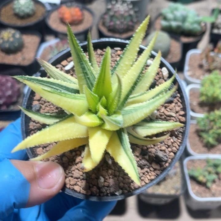 440硬叶鼓笛锦植物