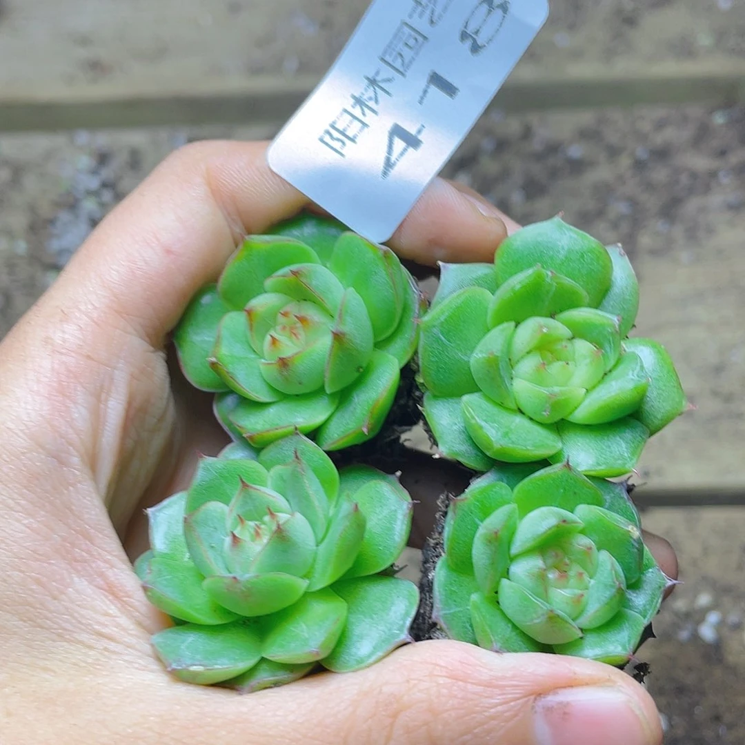 多肉植物多肉植物418