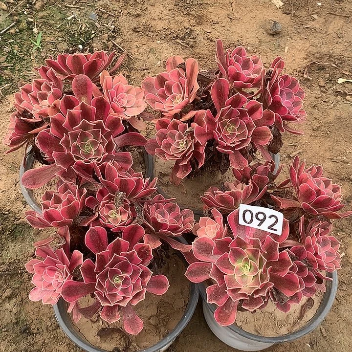 无花朵092四颗多肉植物组合