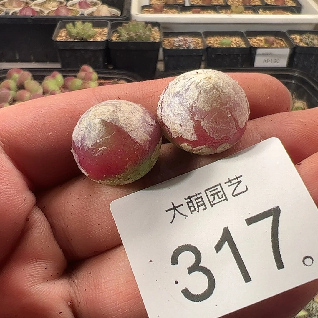 一物一拍。        317
