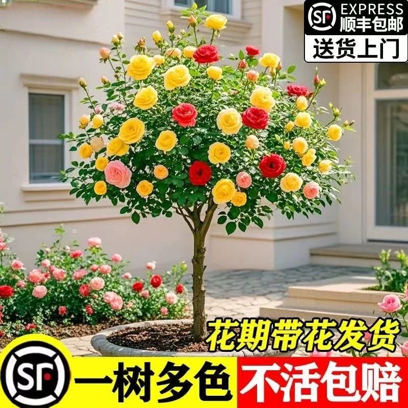 （一物一选）嫁接多色棒棒糖树桩月季花苗庭院盆栽地栽四季开花浓香