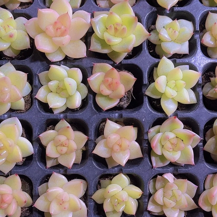 精品乌白多肉植物