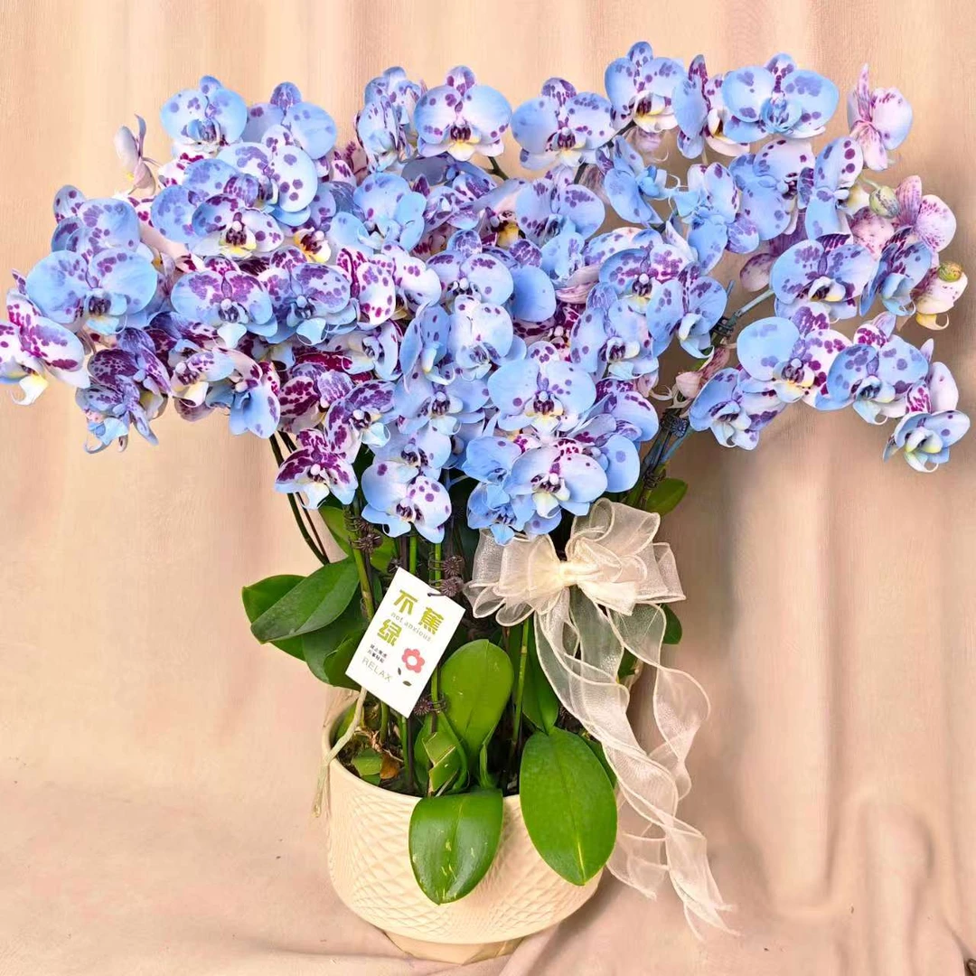 双旦专场 【蓝精灵】蝴蝶兰梦幻马克龙蓝色系   特殊工艺植物上色