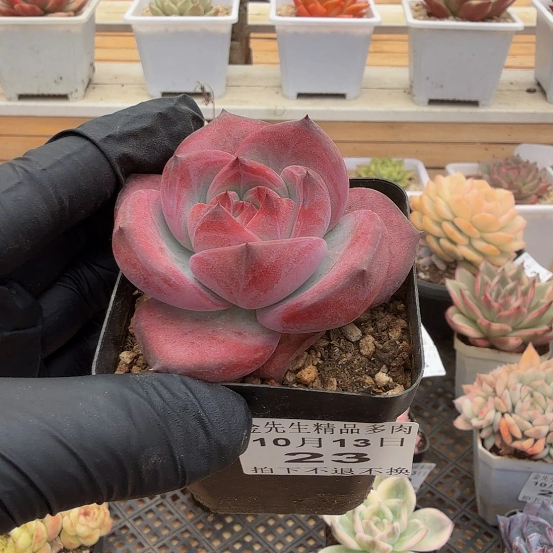 1013-23卡杂红单头