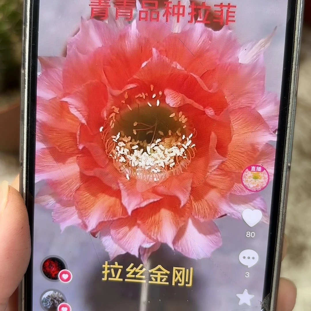 金刚拉菲6公分左右微瑕