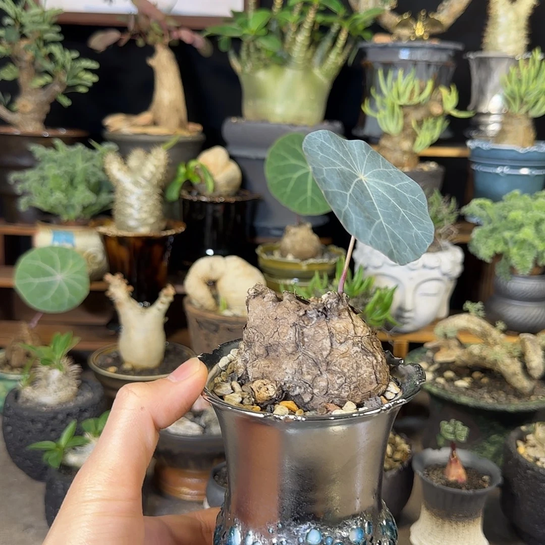 一物一拍老家一叶龟350