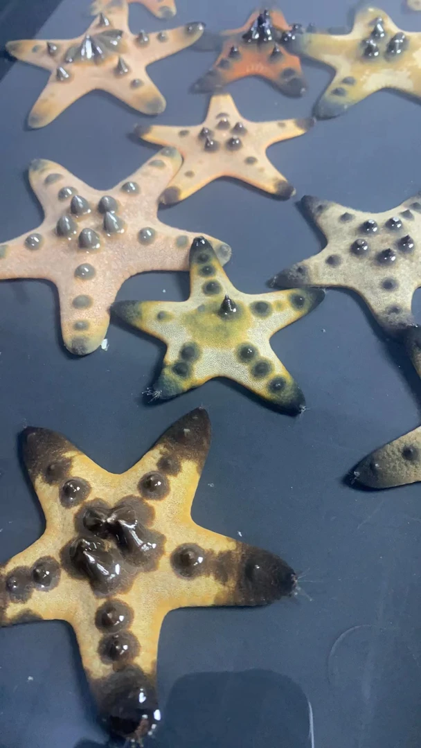 朱古力海星派大星