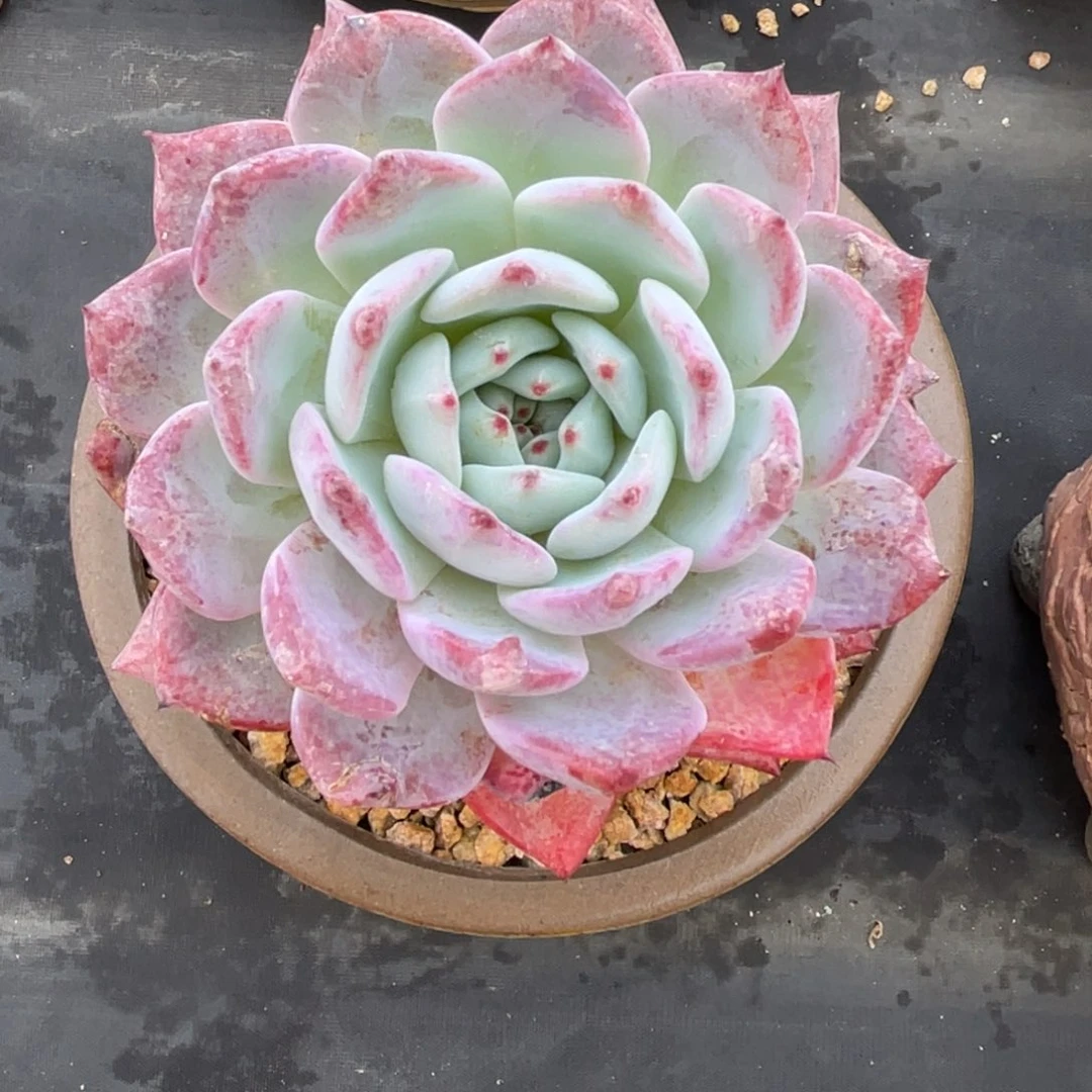 单头卡血斑卡系多肉