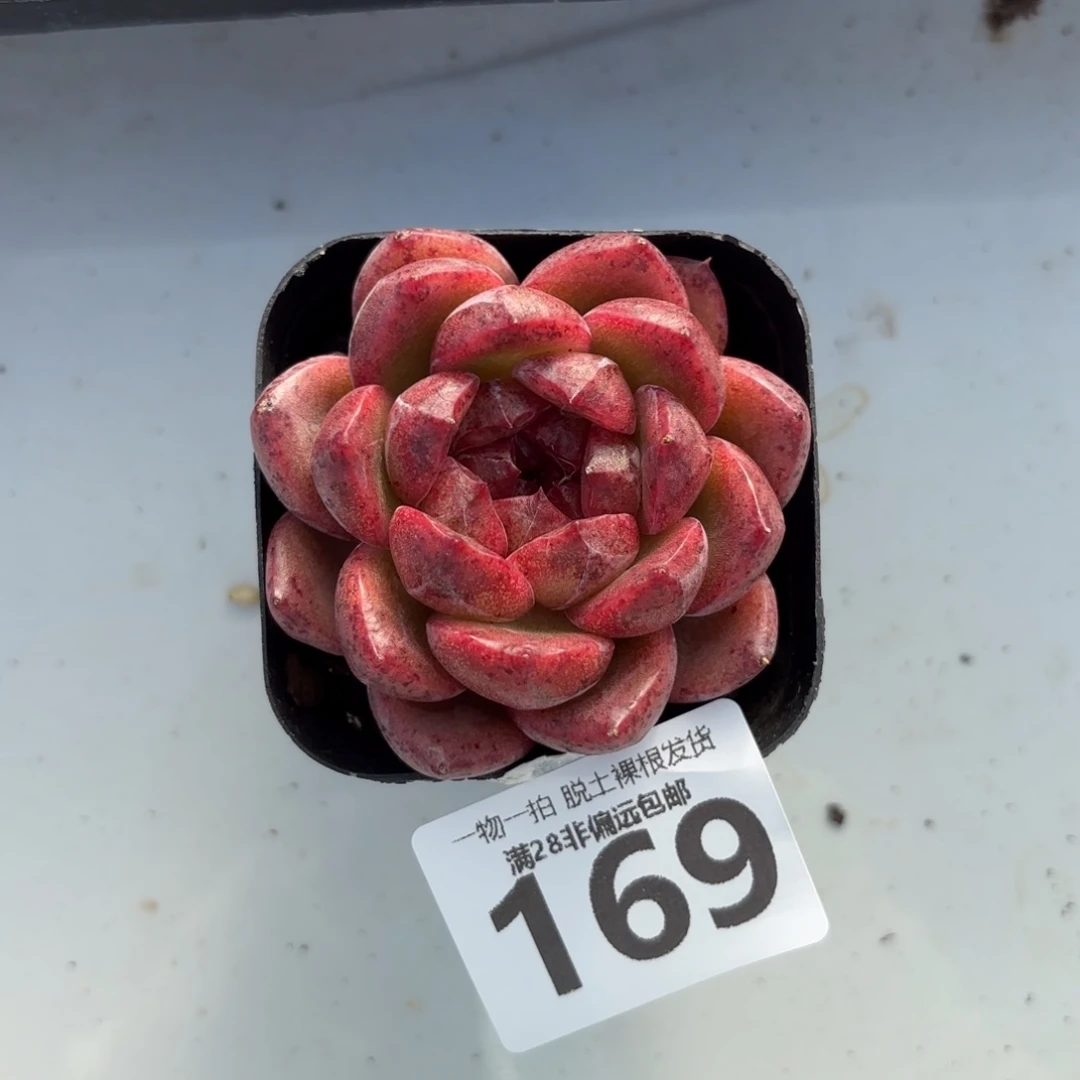 黑玫瑰单头无盆土发货