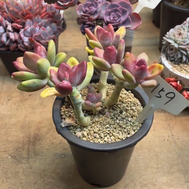 多肉植物，芒果奶159号