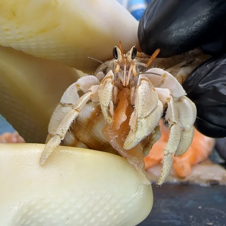 A68米黄 灰白1.2cm口径