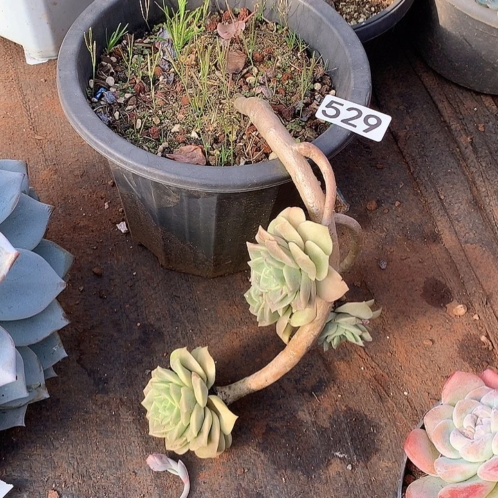 529可爱玫瑰一物一拍多肉