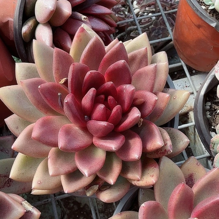 丰沛玫瑰多肉植物