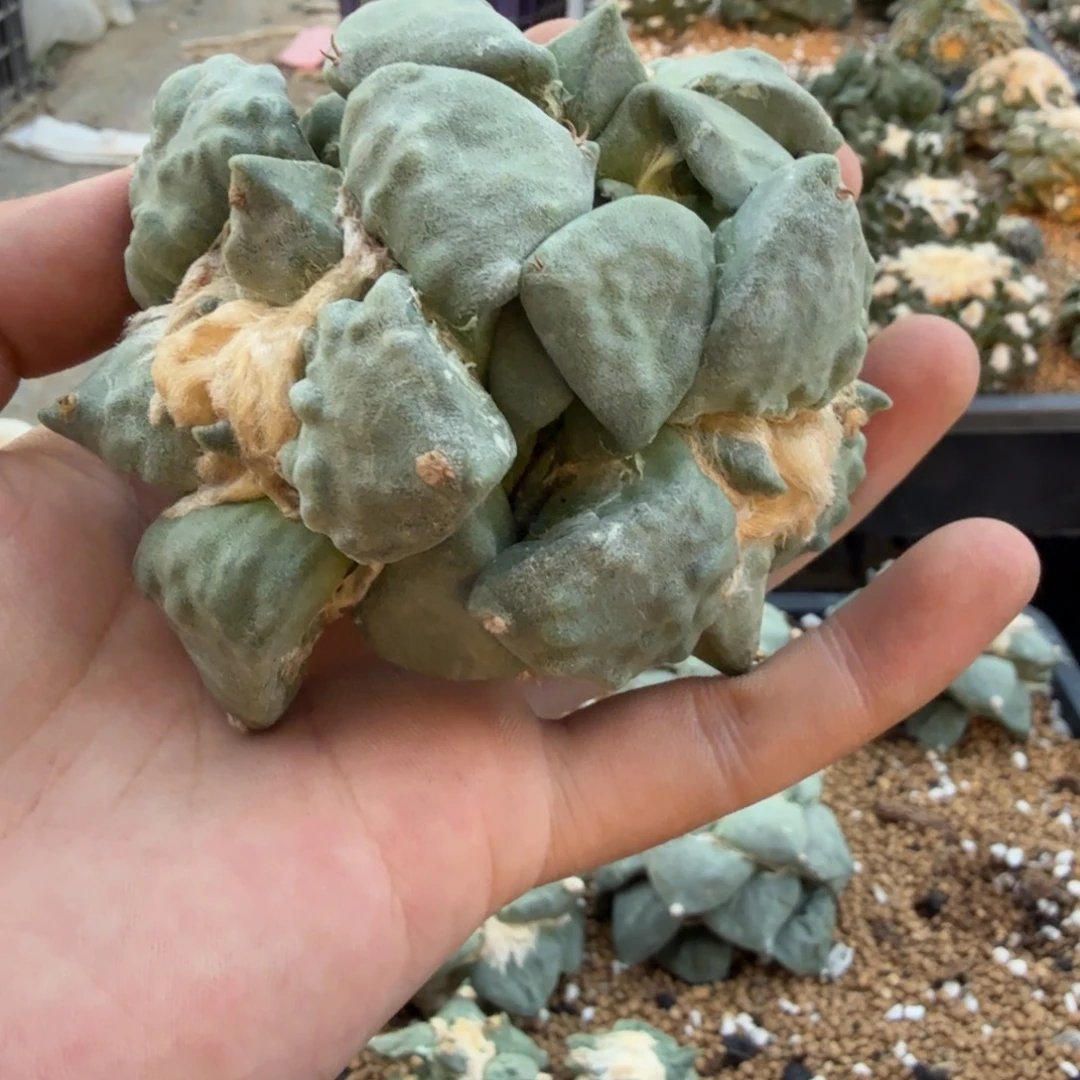 小***叔仙人球开花一个福利品有跟