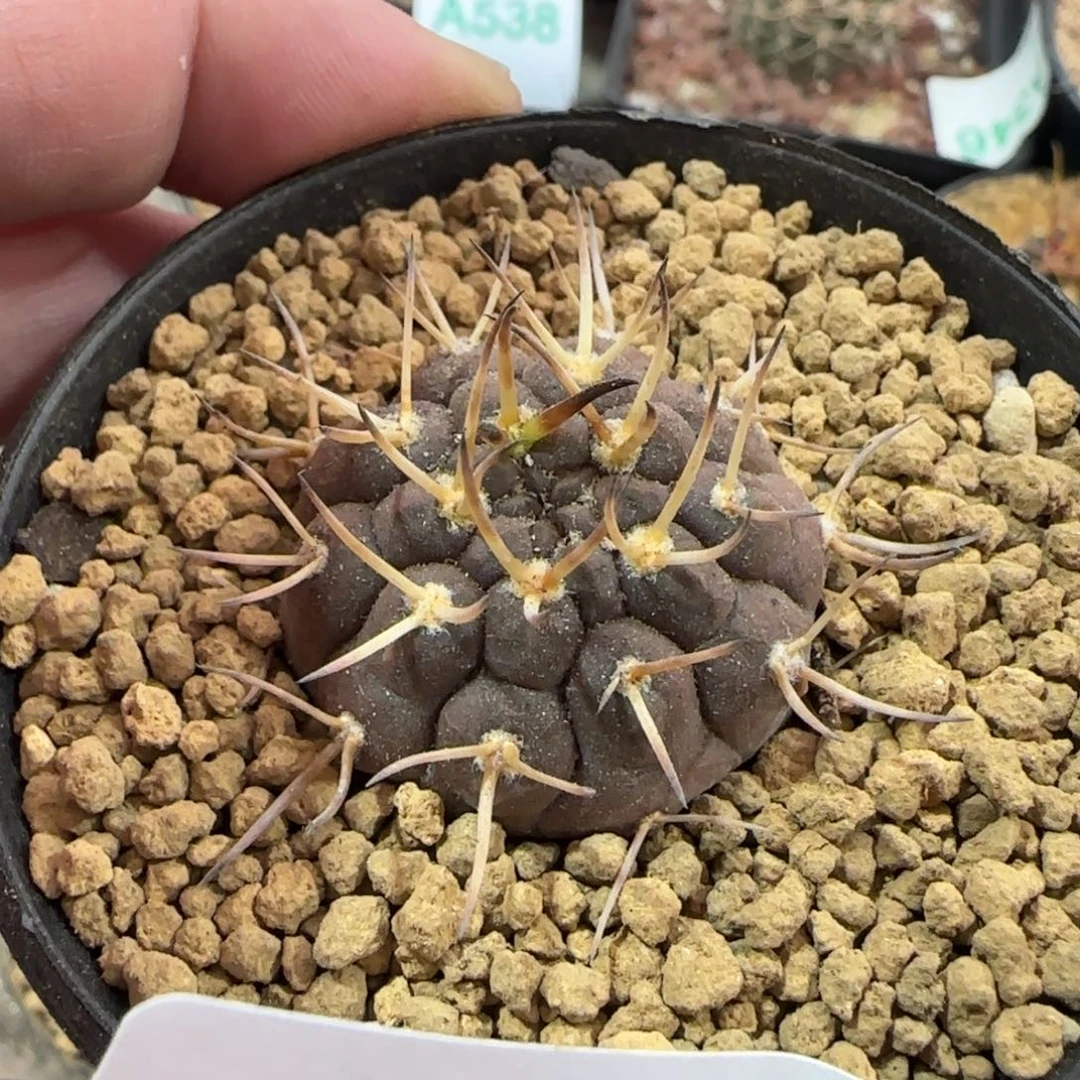 武勋 实生仙人球498