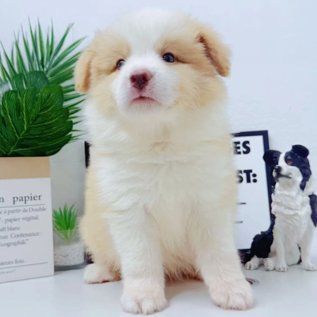 福星边牧家-2号温顺聪明宠物友好大型犬的小边牧超甜版宠物狗狗