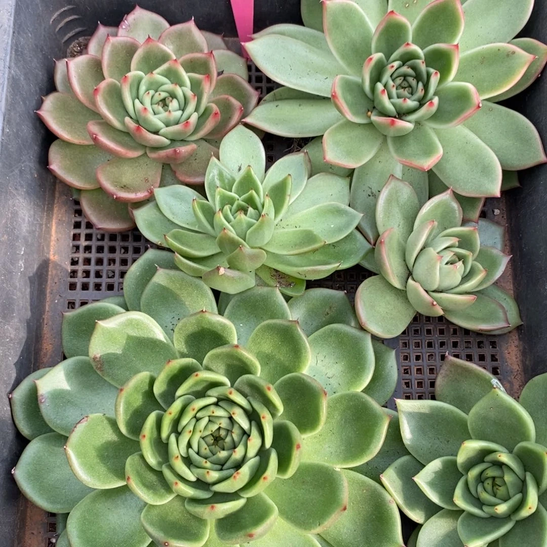 x051-多肉植物 一筐